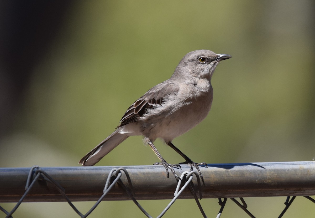 Northern Mockingbird - ML421596111