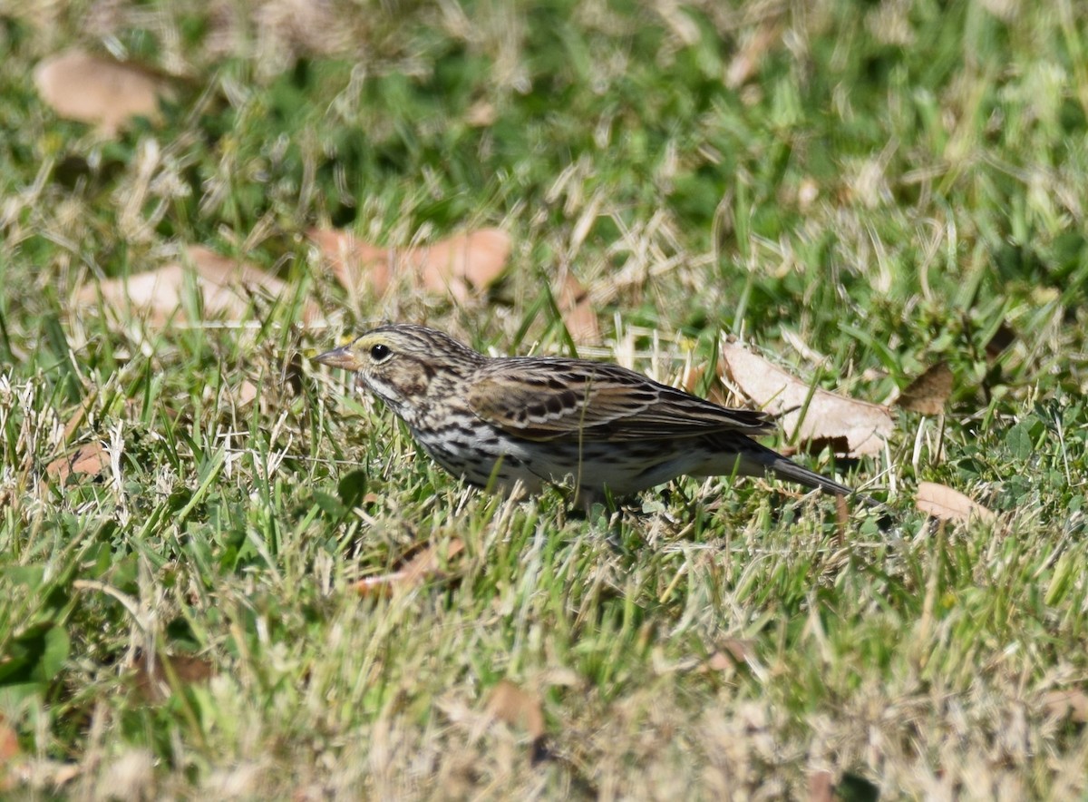 Savannah Sparrow - ML421596181