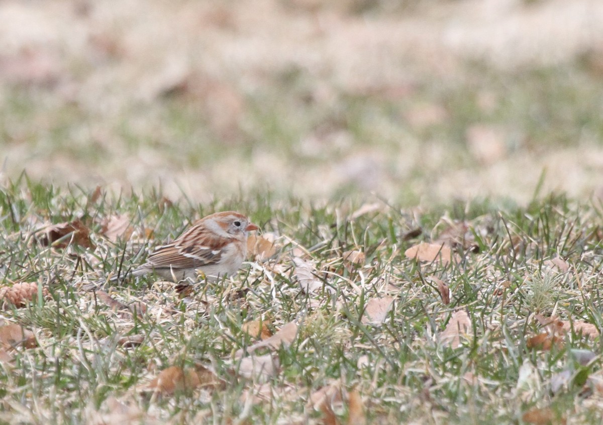 Field Sparrow - ML421596581