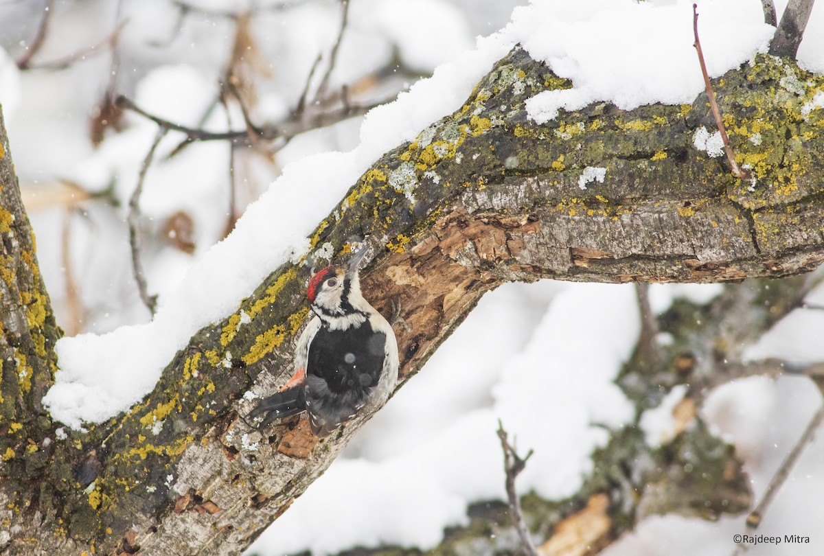 Himalayan Woodpecker - Rajdeep Mitra