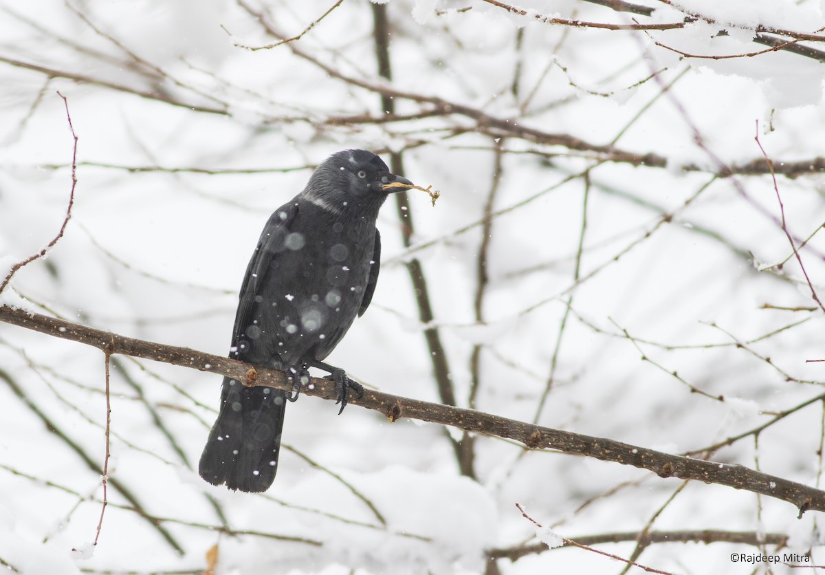 Eurasian Jackdaw - ML421598561