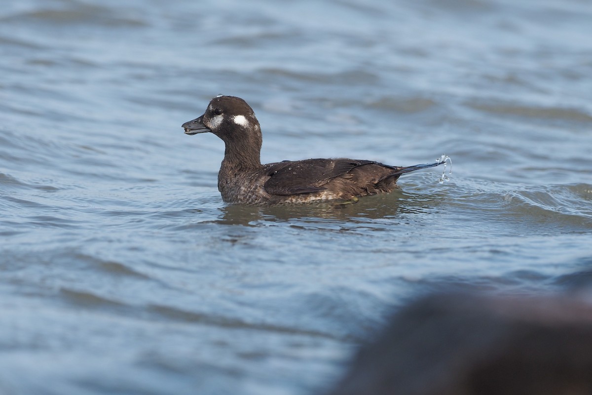 Harlequin Duck - ML421598591