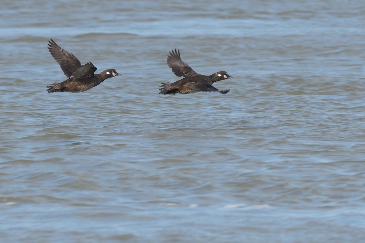 Harlequin Duck - ML421598601