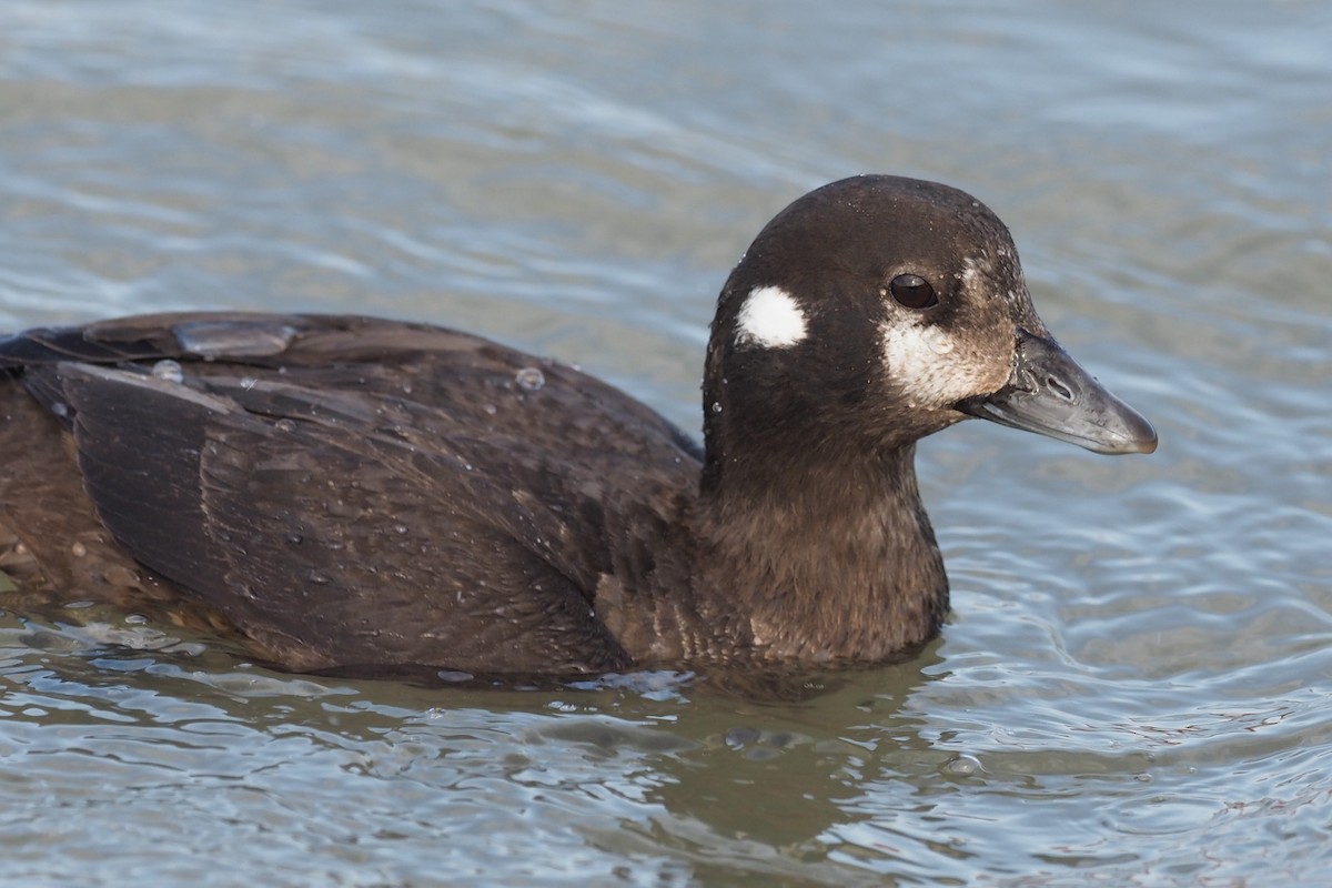 Harlequin Duck - ML421598611