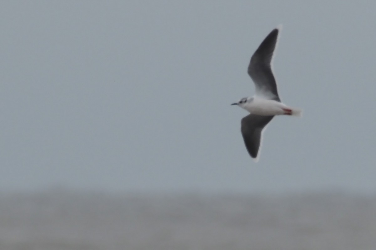 Little Gull - ML421598661