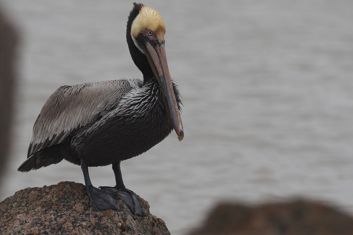 Brown Pelican - ML421598771