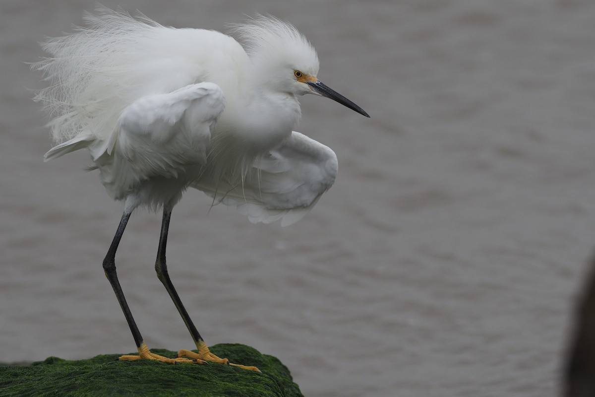 Snowy Egret - ML421598801