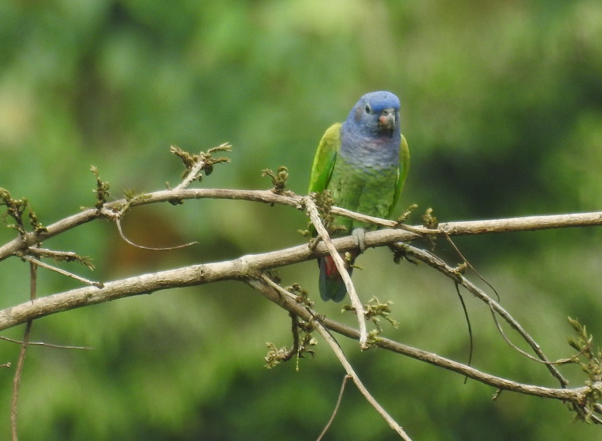 Blue-headed Parrot - ML421599311