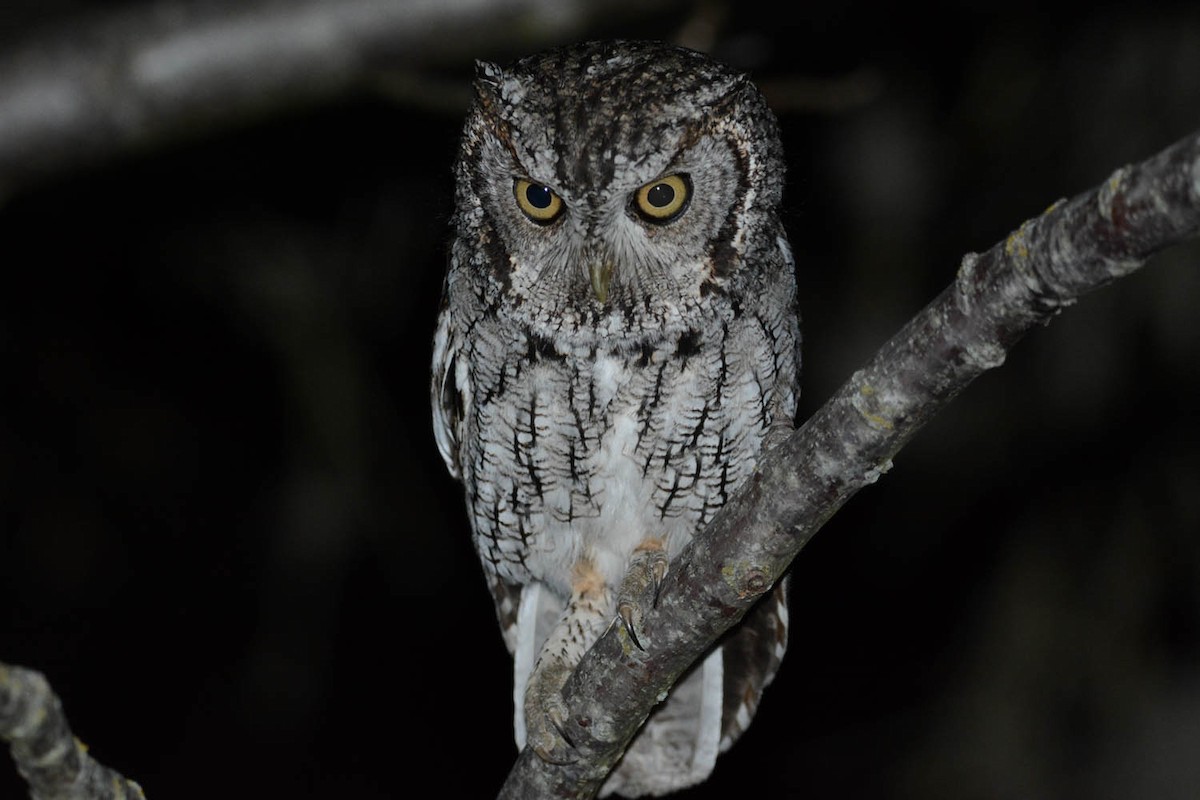 Eastern Screech-Owl - ML421599401