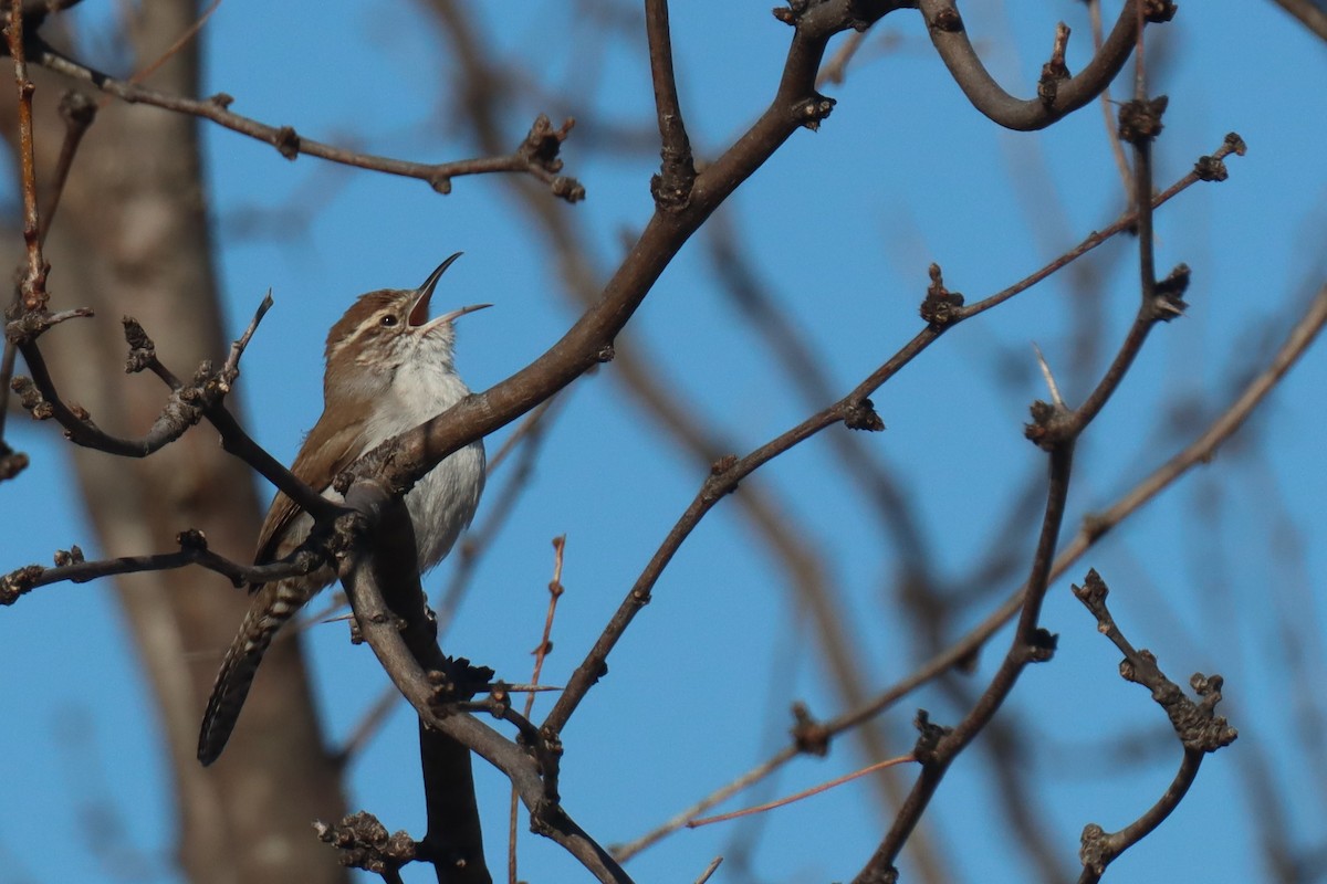 Bewick's Wren - ML421600371