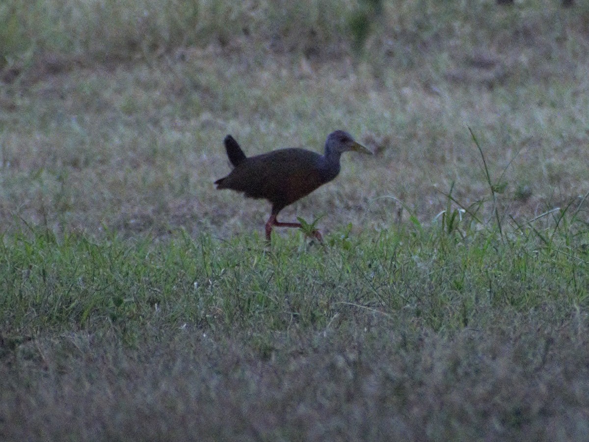 Gray-cowled Wood-Rail - ML421600921