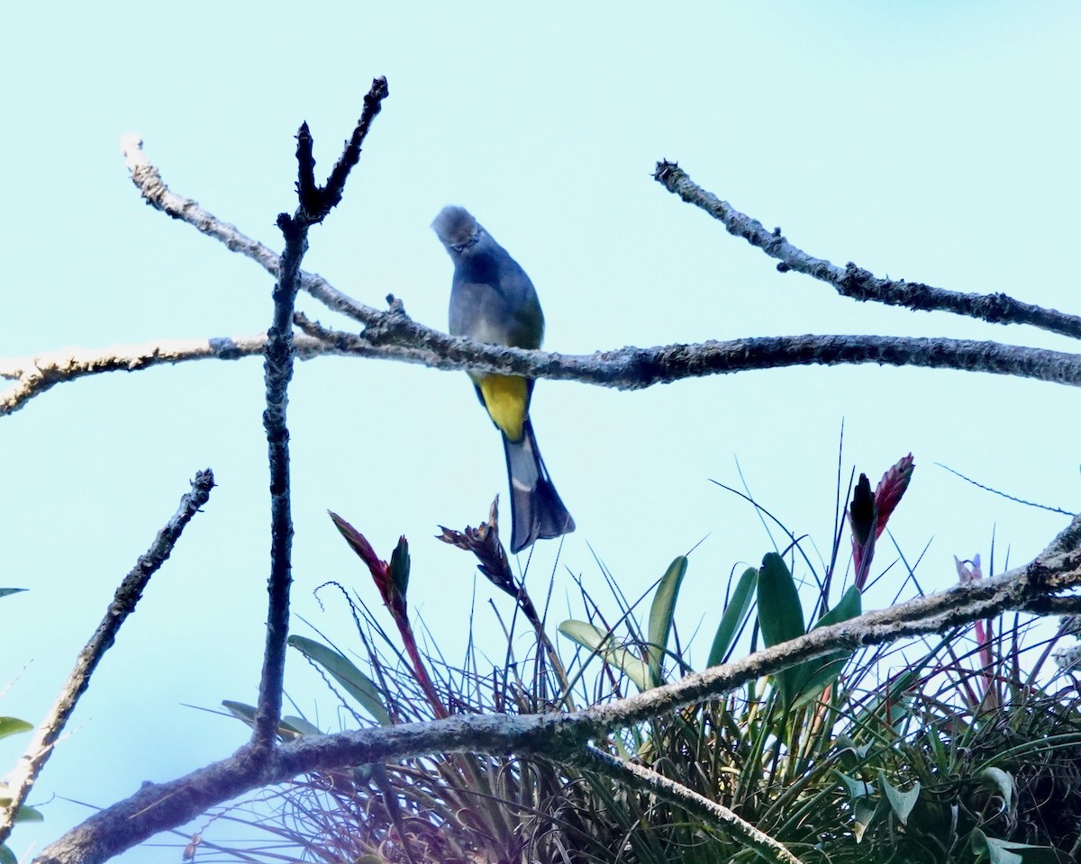 Gray Silky-flycatcher - ML421601921