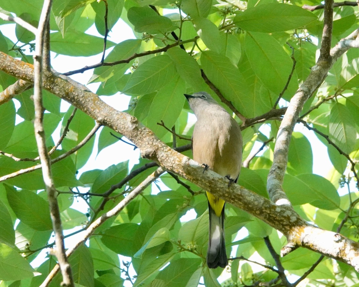 Gray Silky-flycatcher - ML421602071