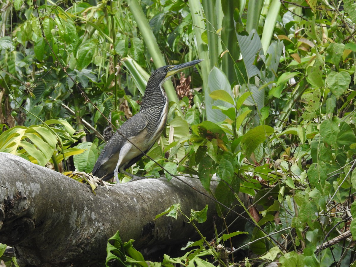 Fasciated Tiger-Heron - ML421602621