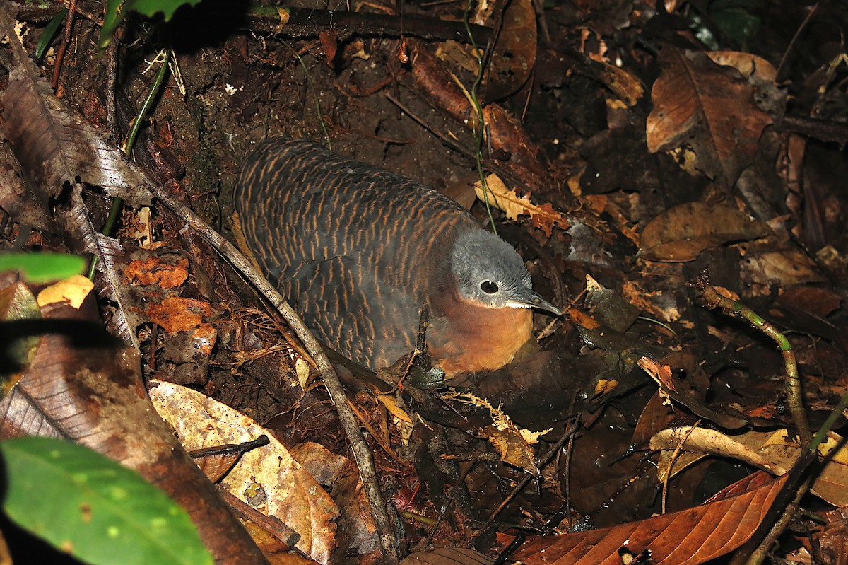 Variegated Tinamou - ML421602711