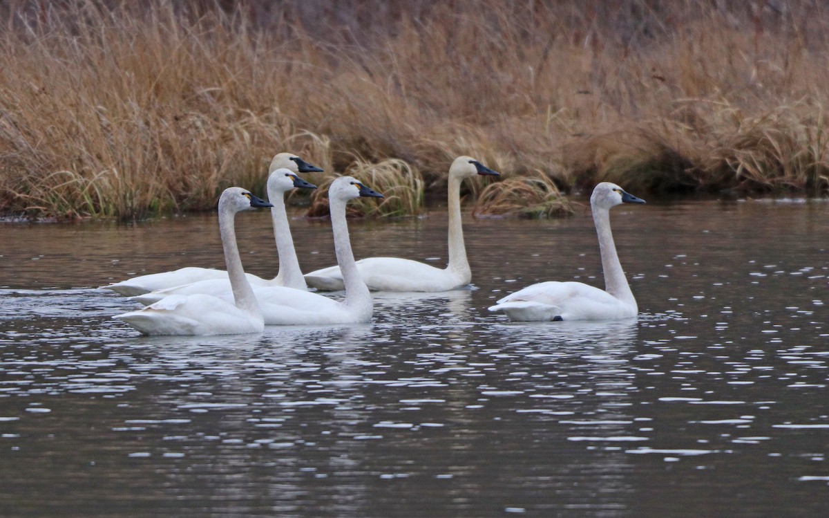 Tundra Swan - ML421602751