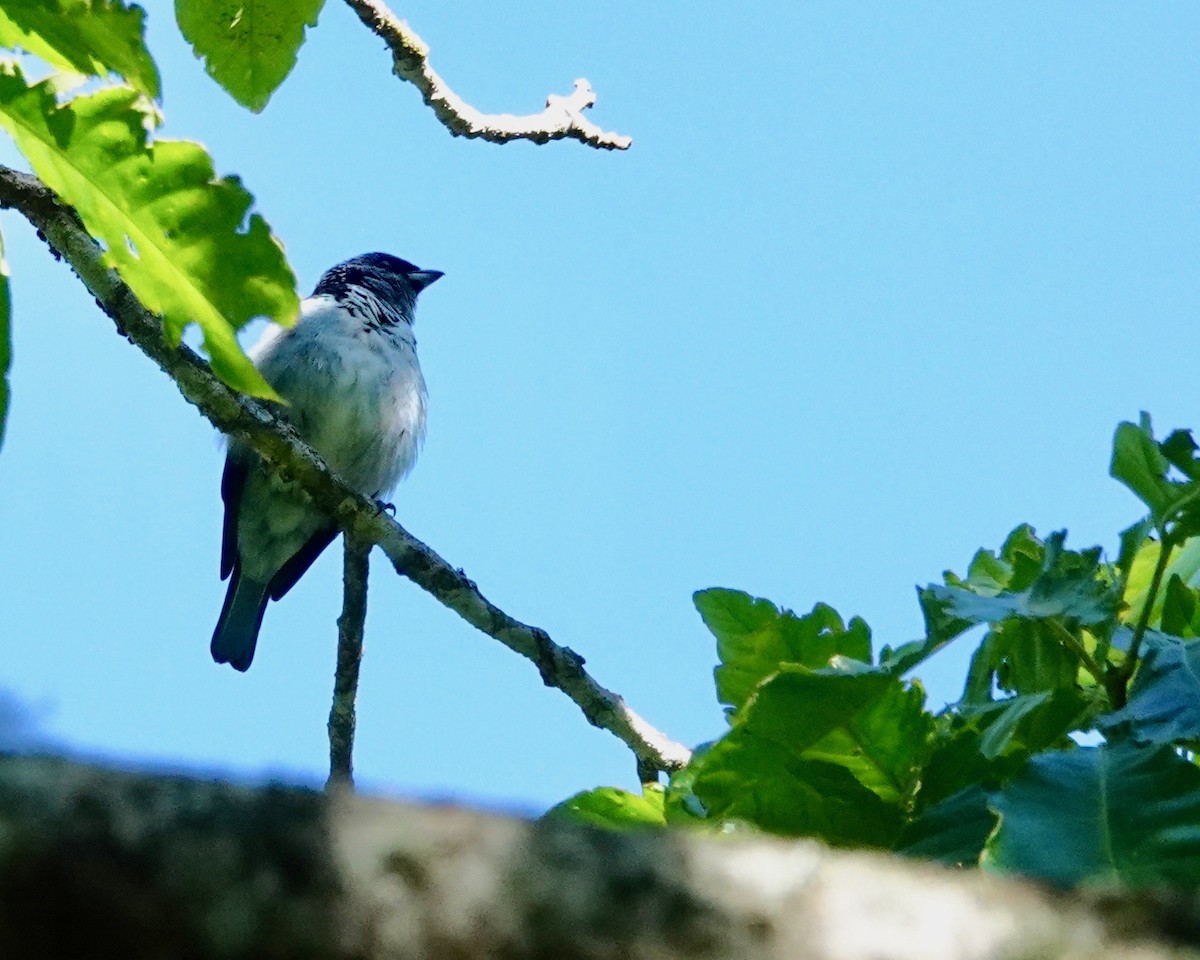 Azure-rumped Tanager - ML421603141