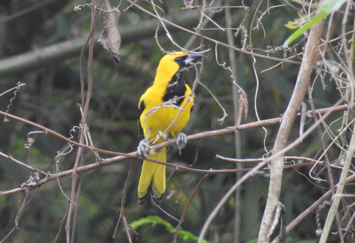 Yellow-tailed Oriole - ML421603461