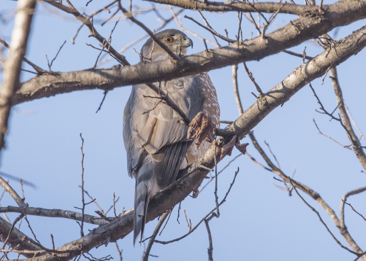 Cooper's Hawk - ML42160431