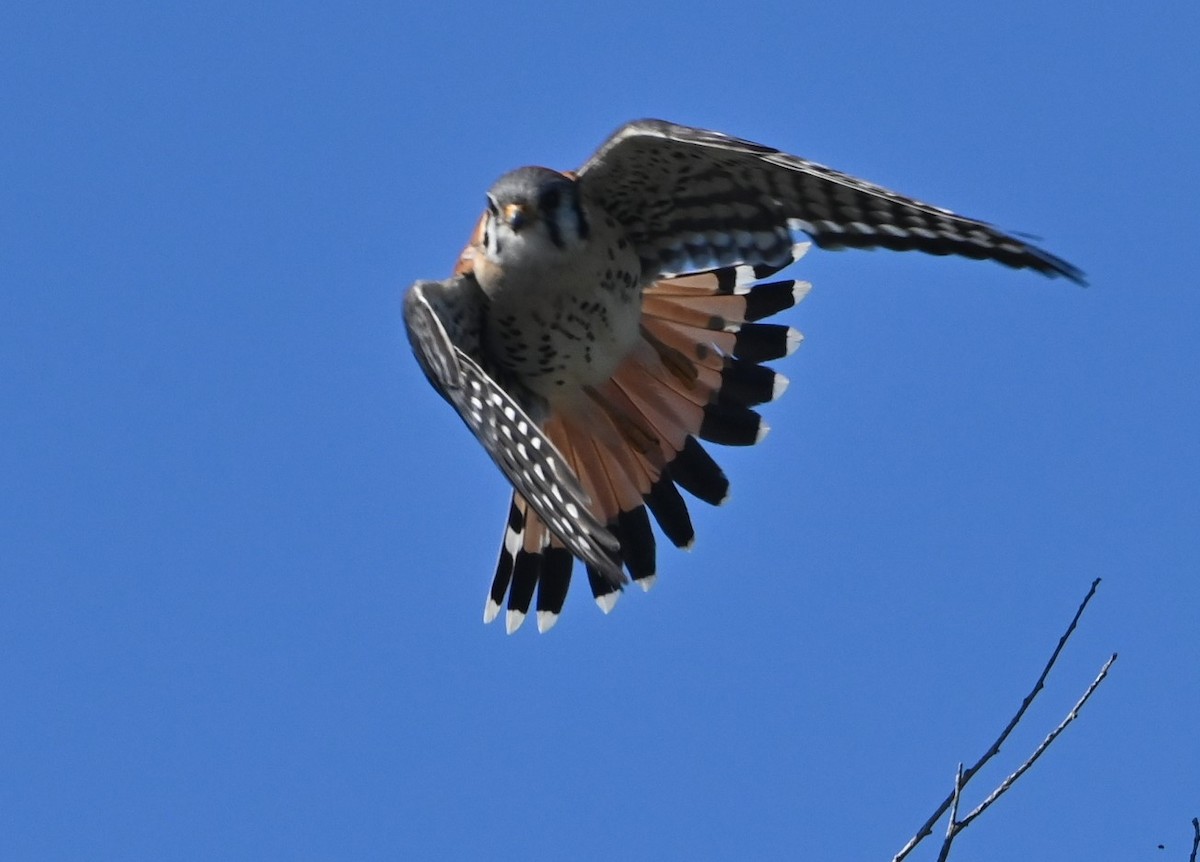 American Kestrel - ML421604471