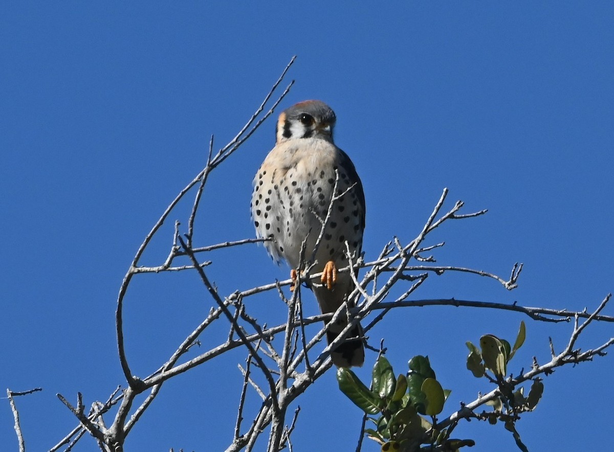 American Kestrel - ML421604491