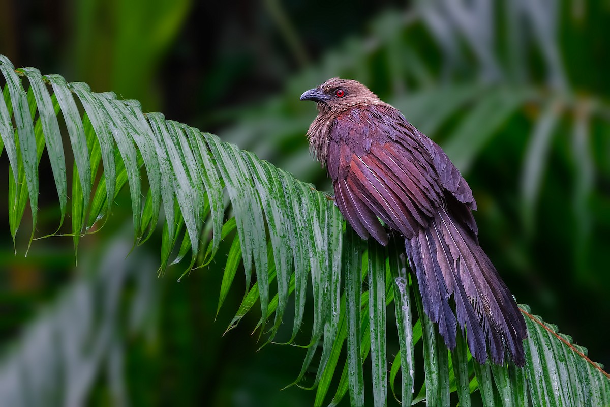 Andaman Coucal - ML421604641