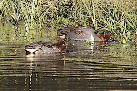 Green-winged Teal - ML42160491