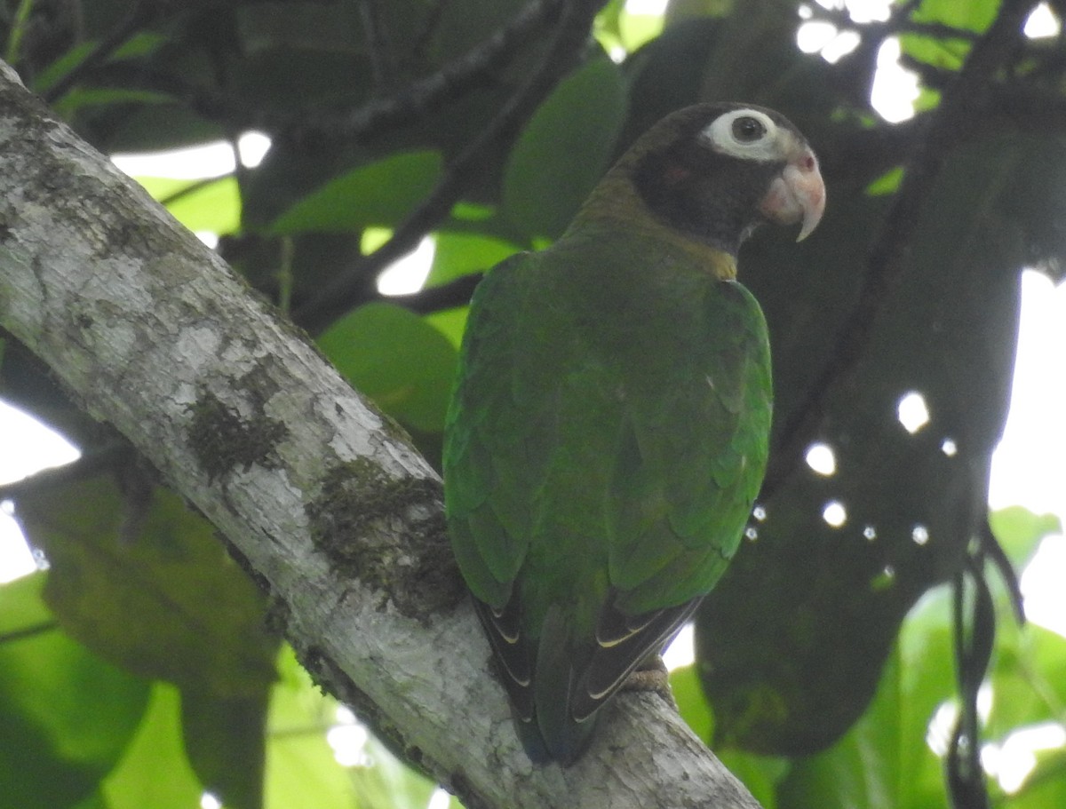Brown-hooded Parrot - ML421604951