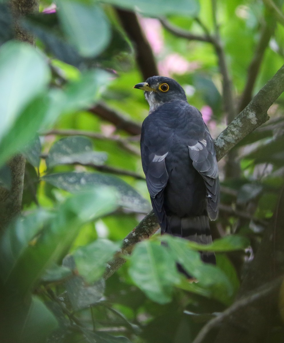 Hodgson's Hawk-Cuckoo - Wade Strickland