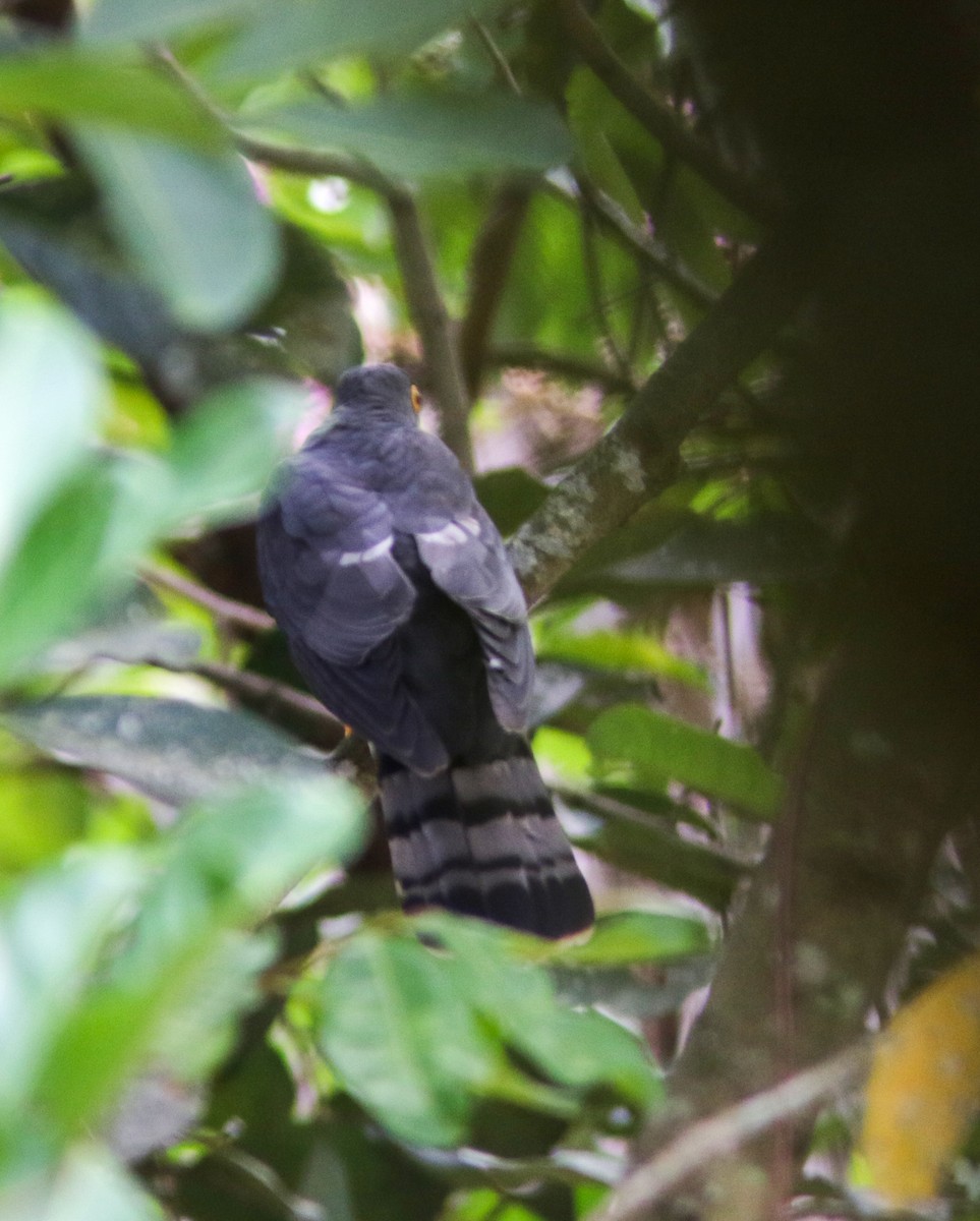 Hodgson's Hawk-Cuckoo - ML421605361