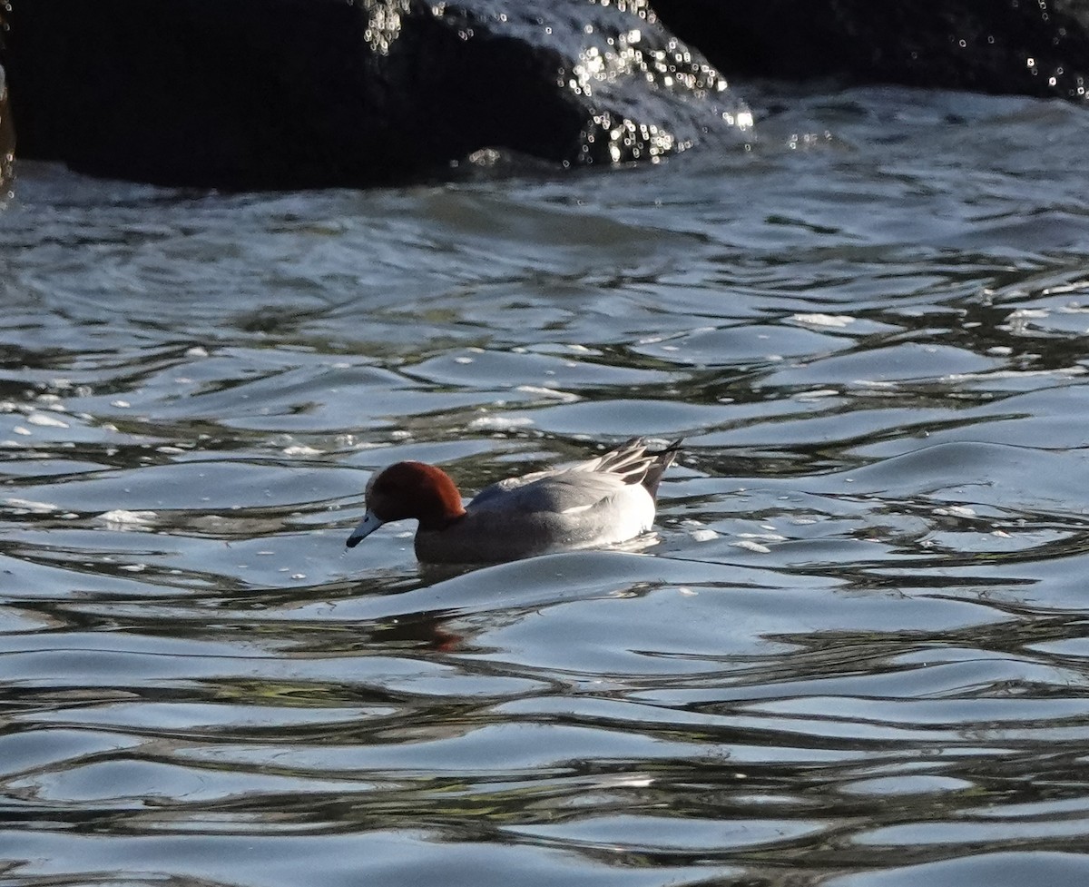 Зээрд нугас - ML421605561