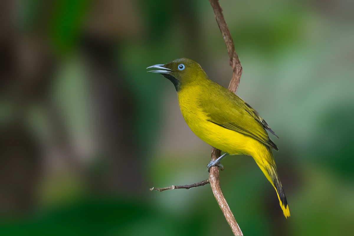 Andaman Bulbul - Rajkumar Das