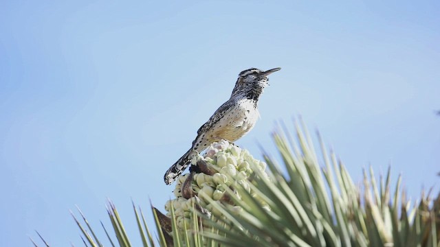 Cactus Wren - ML421606721