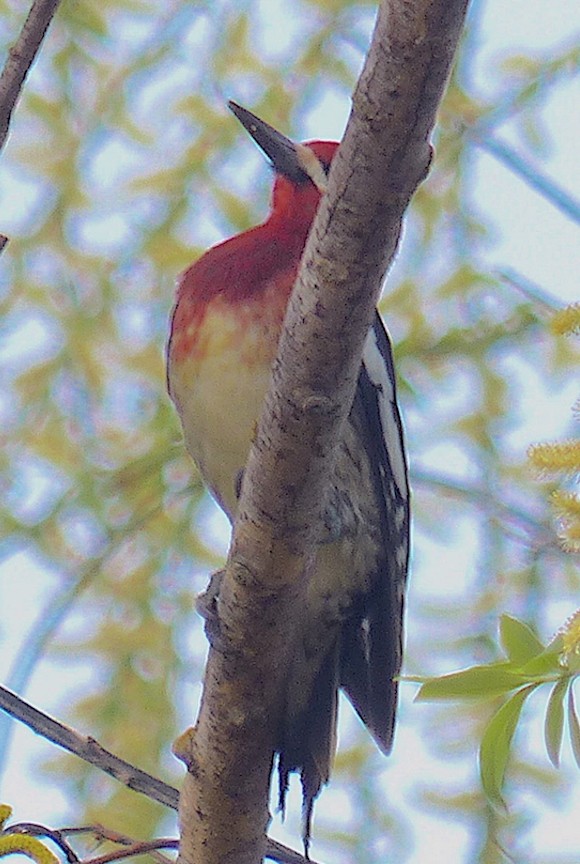 Red-breasted Sapsucker - ML421606851