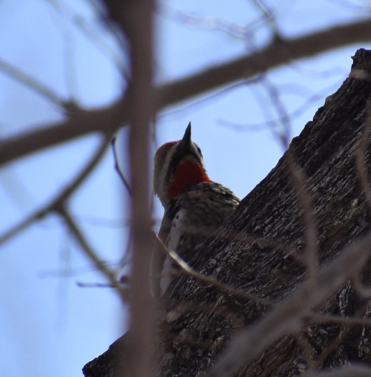 Red-naped Sapsucker - ML421608481