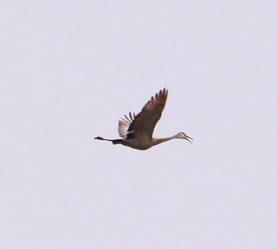 Sandhill Crane - ML421608951