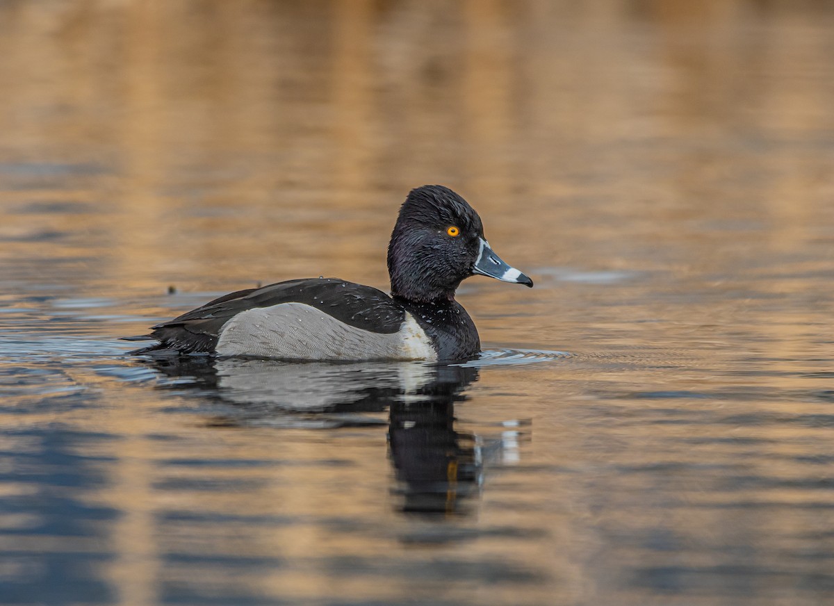 Ring-necked Duck - ML421612211