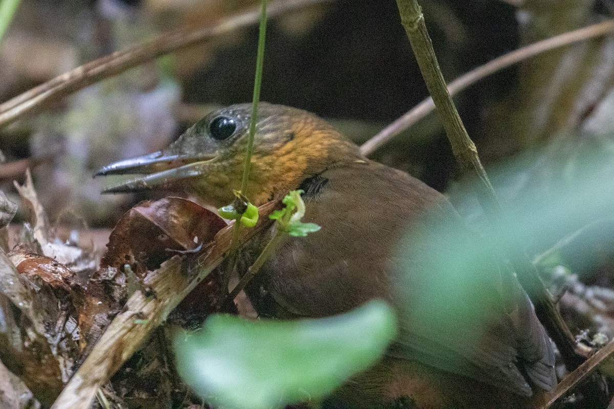 Middle American Leaftosser - John Reynolds