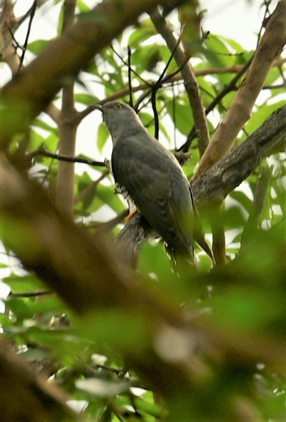 Oriental Cuckoo - ML421612971