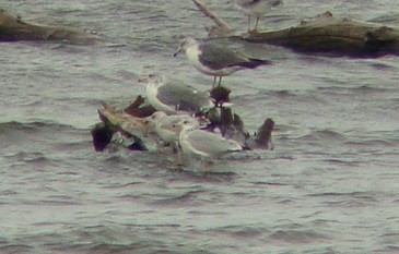 Black-tailed Gull - ML42161411