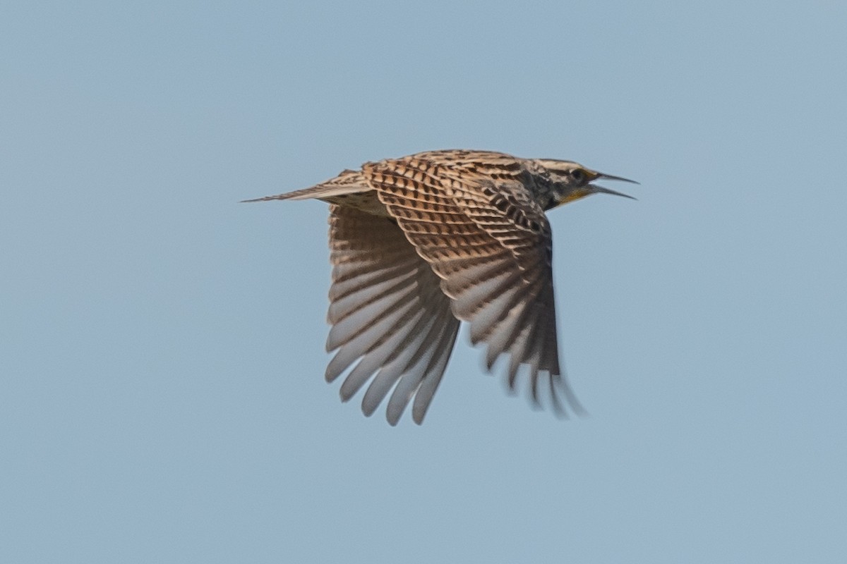 Western Meadowlark - James McNamara