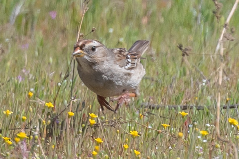 White-crowned Sparrow - James McNamara