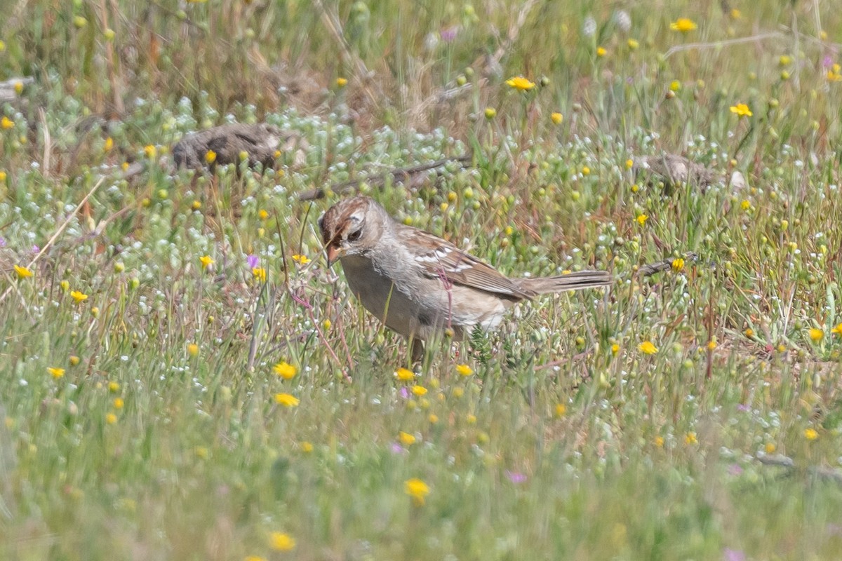 White-crowned Sparrow - James McNamara