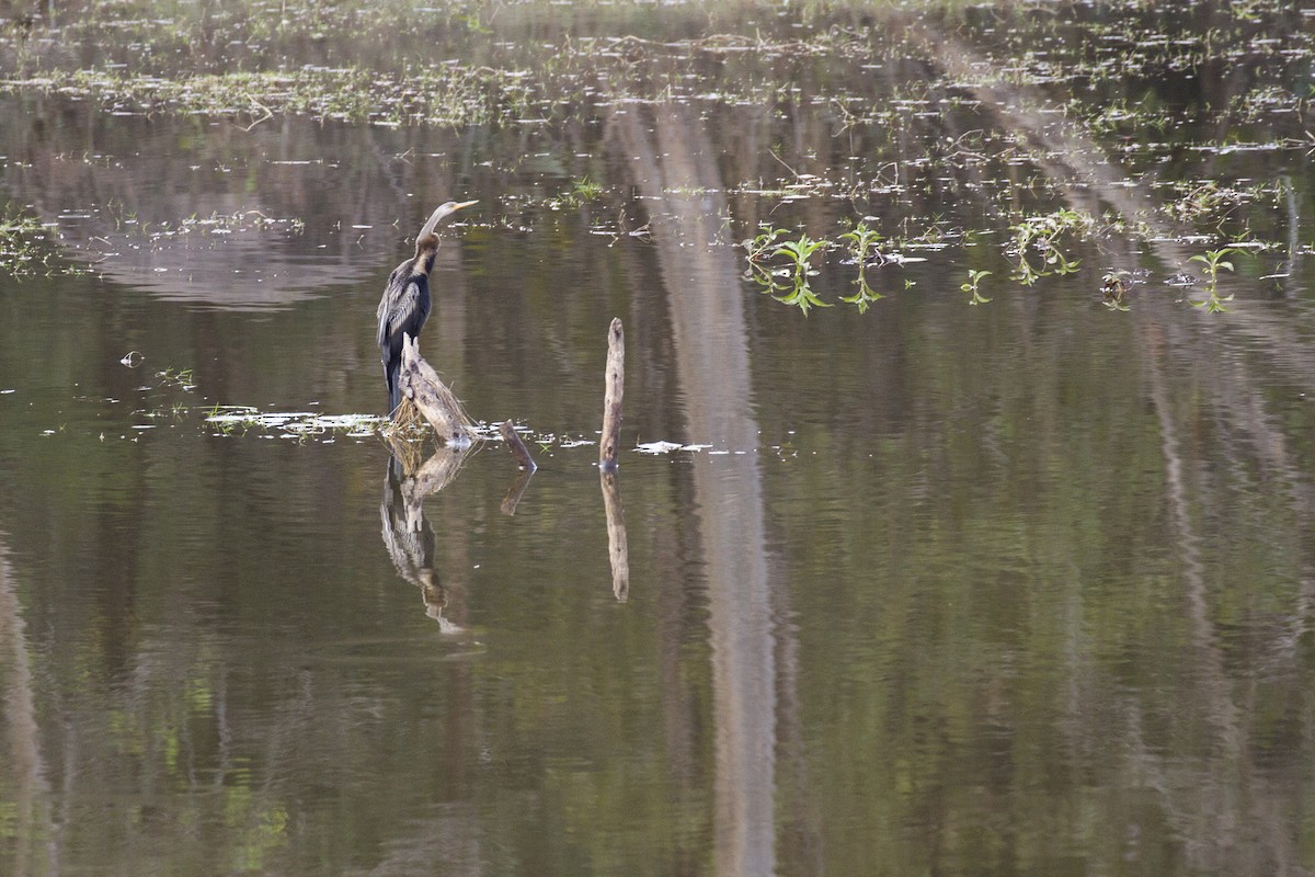 Orient-Schlangenhalsvogel - ML421618781