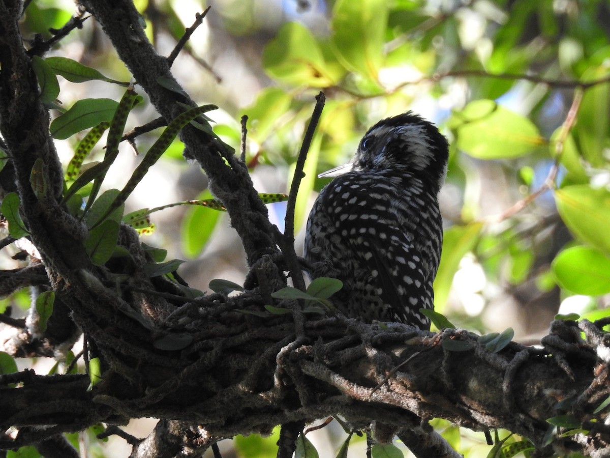 Checkered Woodpecker - ML421619521