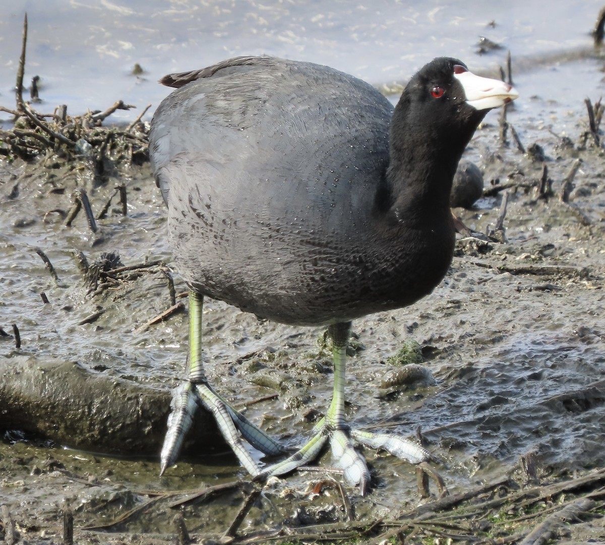 American Coot - ML421621801