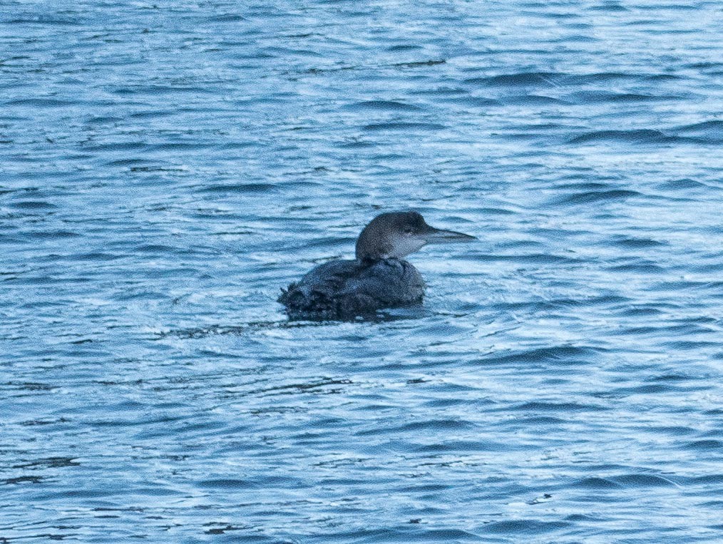 Common Loon - ML421622511