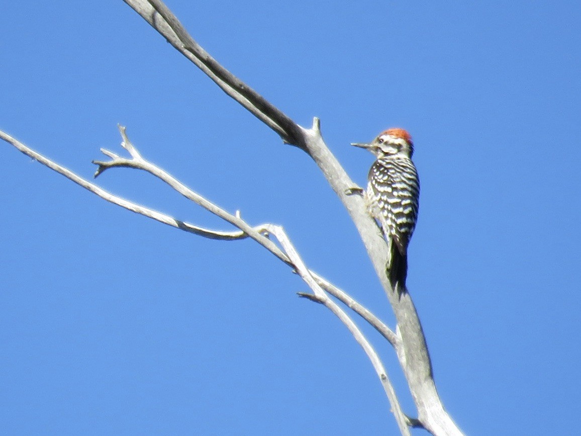 Ladder-backed Woodpecker - ML421623151