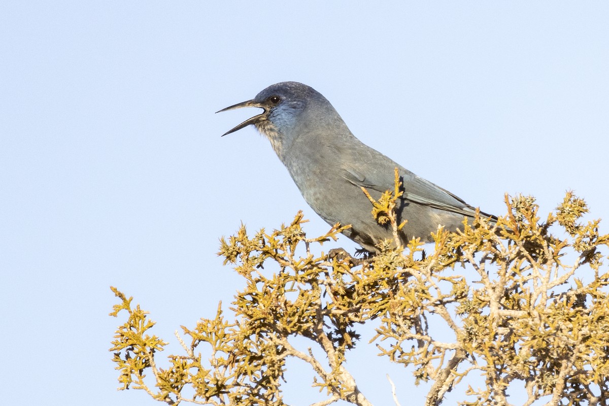 Pinyon Jay - ML421623211