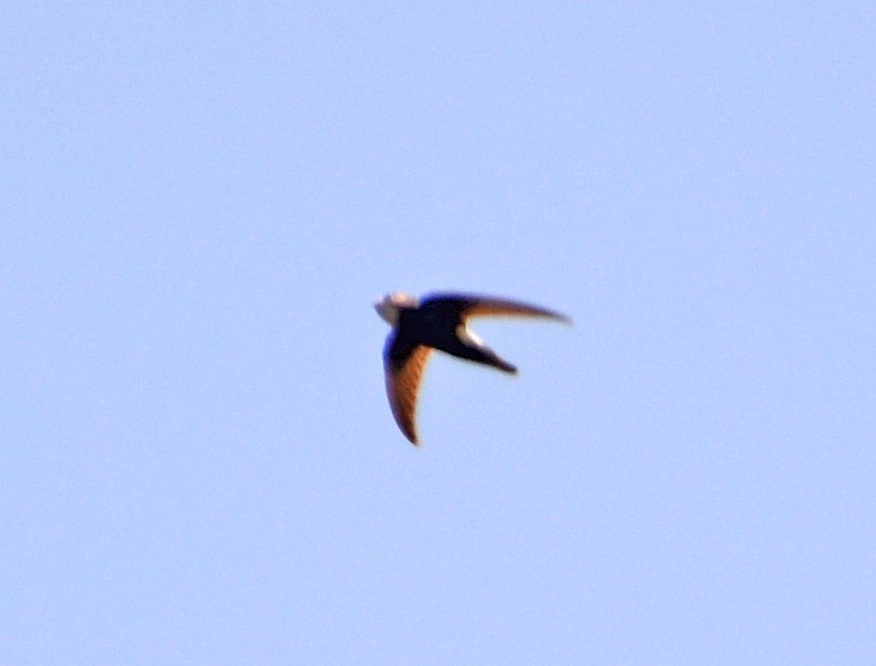 Little Swift - ML421623271